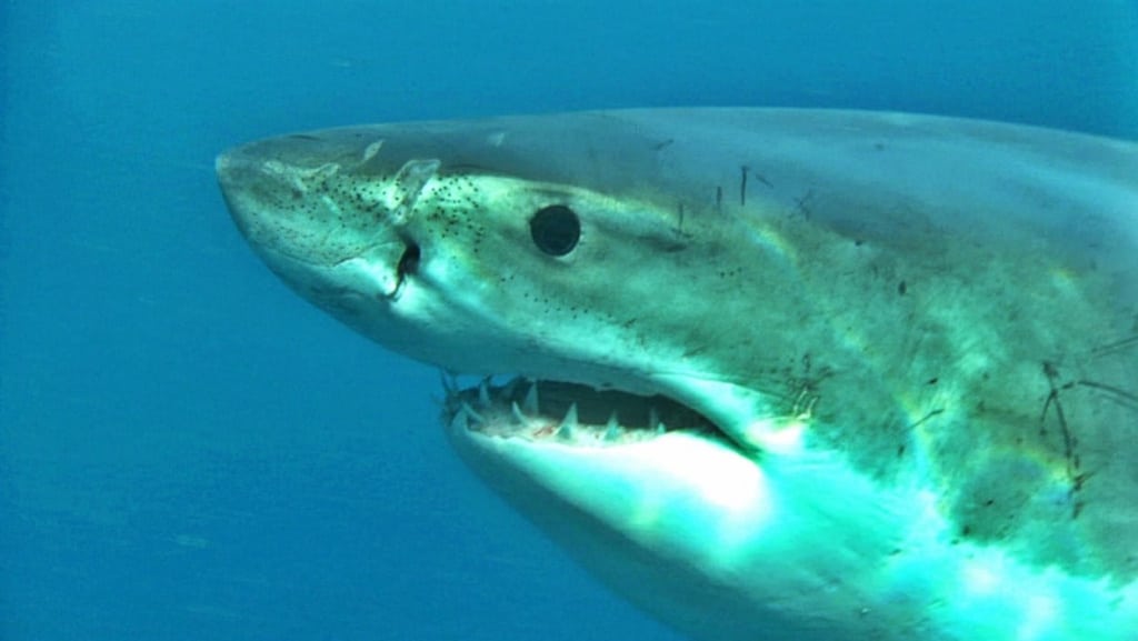 Mer rouge : un requin tue deux femmes
