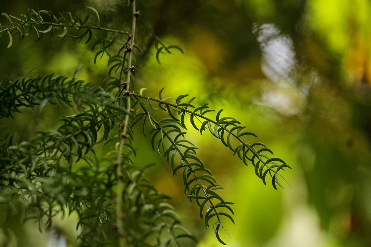 asparagus racemosus, satavar, shatavari-3623964.jpg