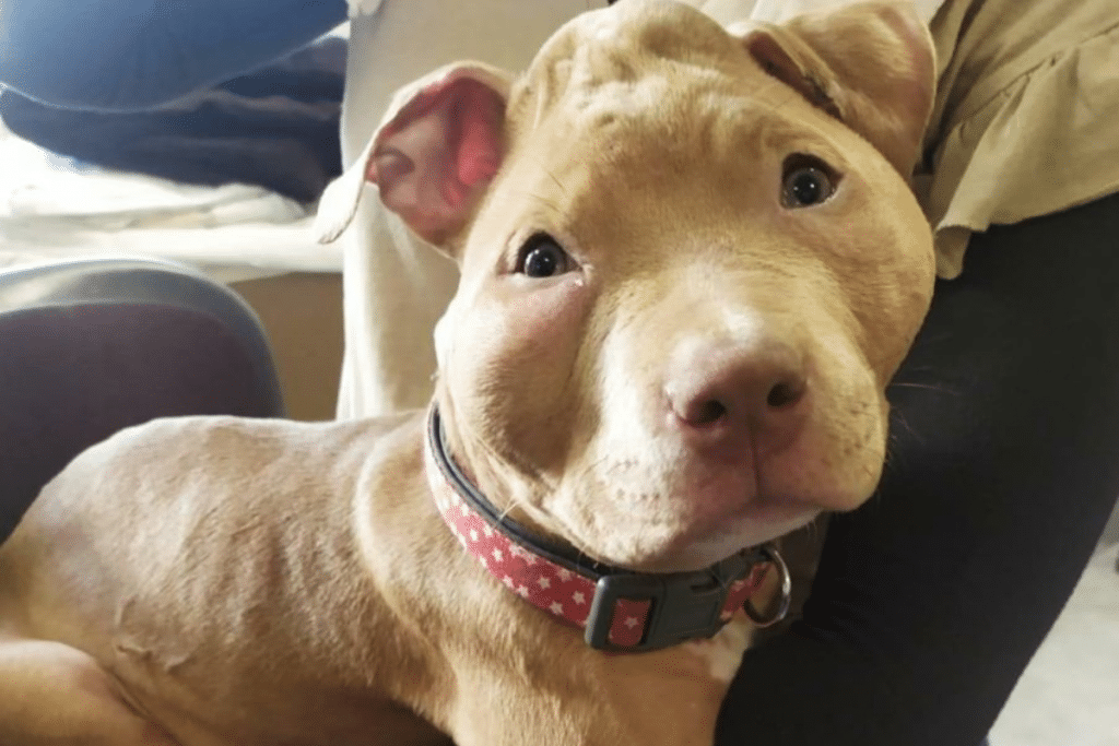Texas, chienne de Rop et Rocka maltraitée